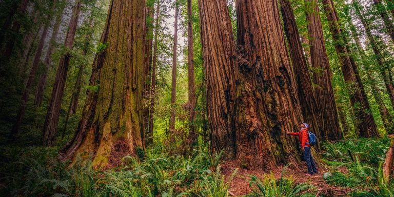 Redwood National and State Parks Guide: Exploring the Majestic Giants